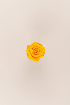 Jaune chaud
