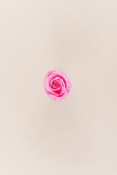Rose pâle