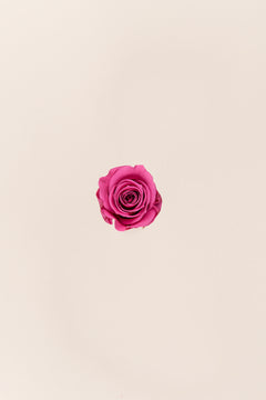 Cerise Vintage