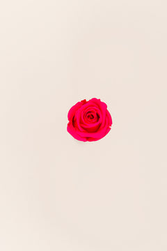 Rose foncé