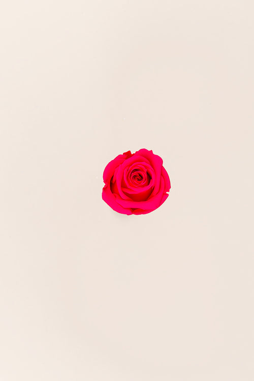 Rose Mini Bulk - Pack 288 u.