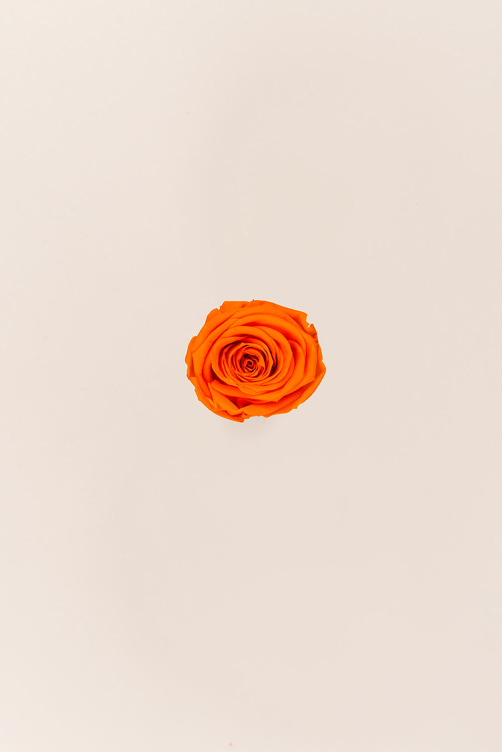 Rose Mini - Box 12 heads