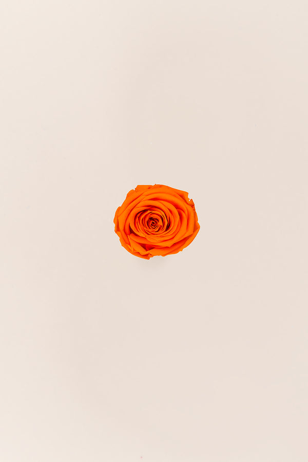 Rose médium en vrac - Paquet de 192 u.
