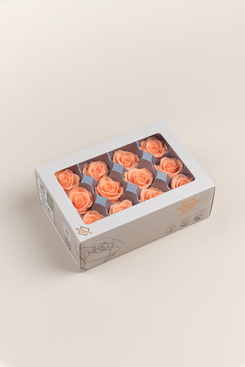 Rose Mini - Box 12 heads