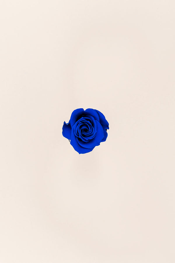 Rose Mini Bulk - Pack 288 u.