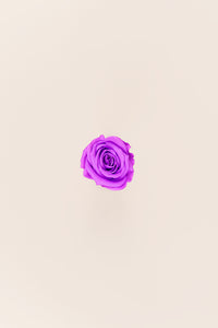 Bright Lilac