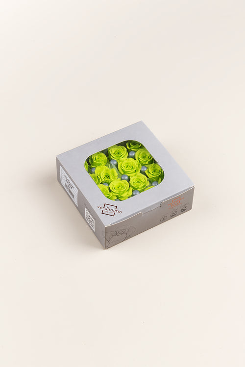 Rose Princess - Box mit 16 Köpfen