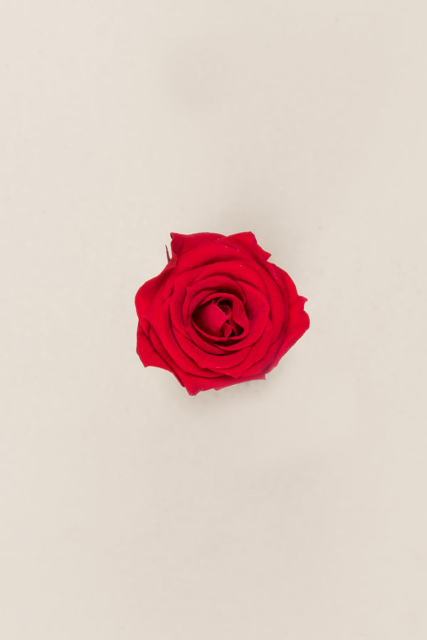 Rosa Princess - Caja 16 cabezas