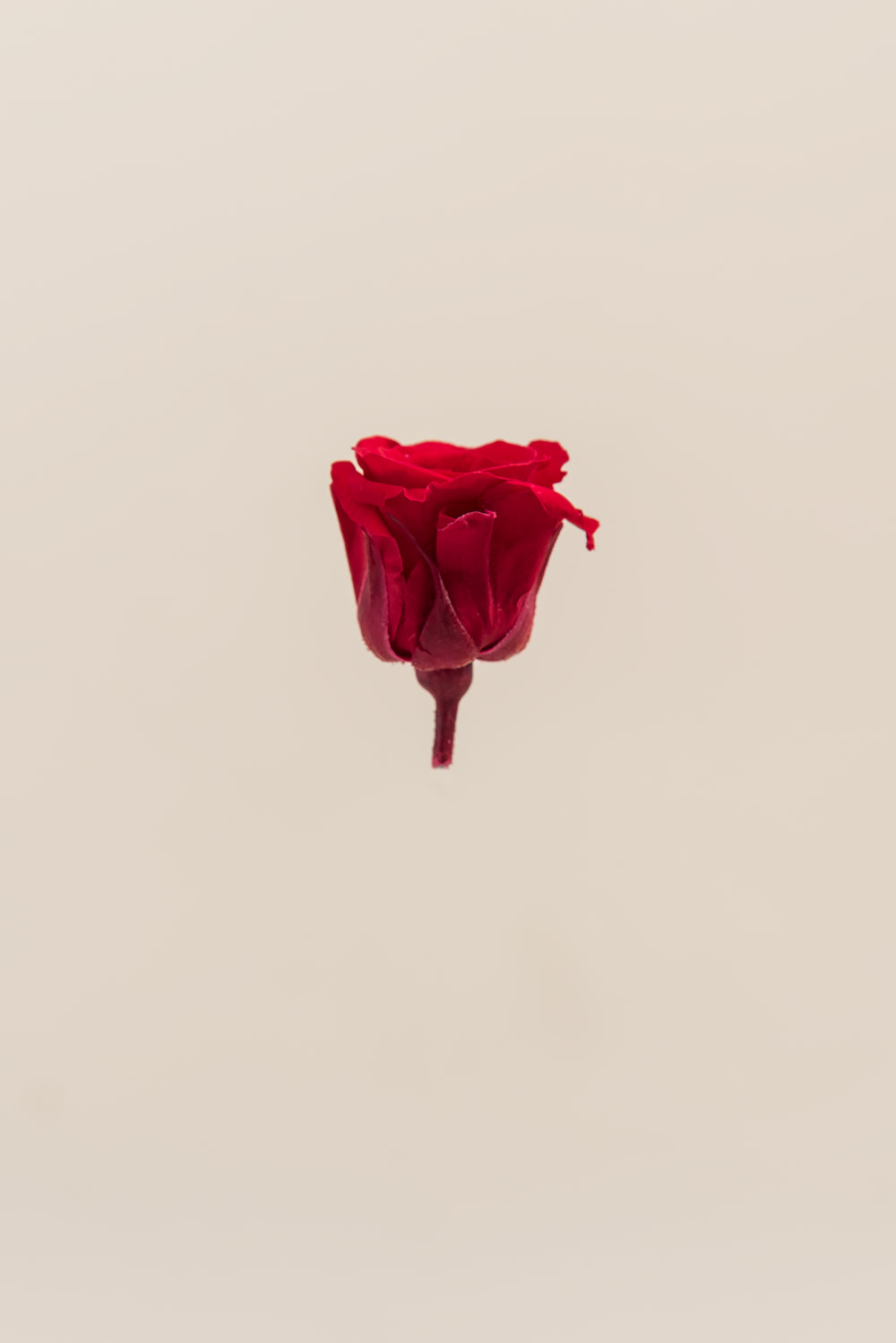 Rose Princess - Box 16 heads