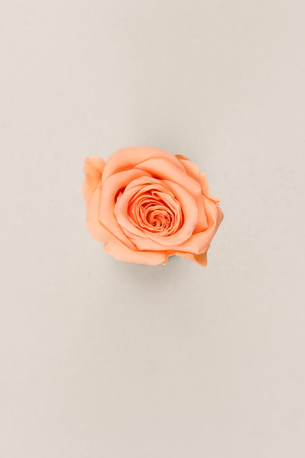 Rosa Princess - Caja 16 cabezas