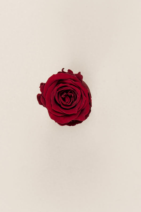Rosa Princess - Caja 16 cabezas