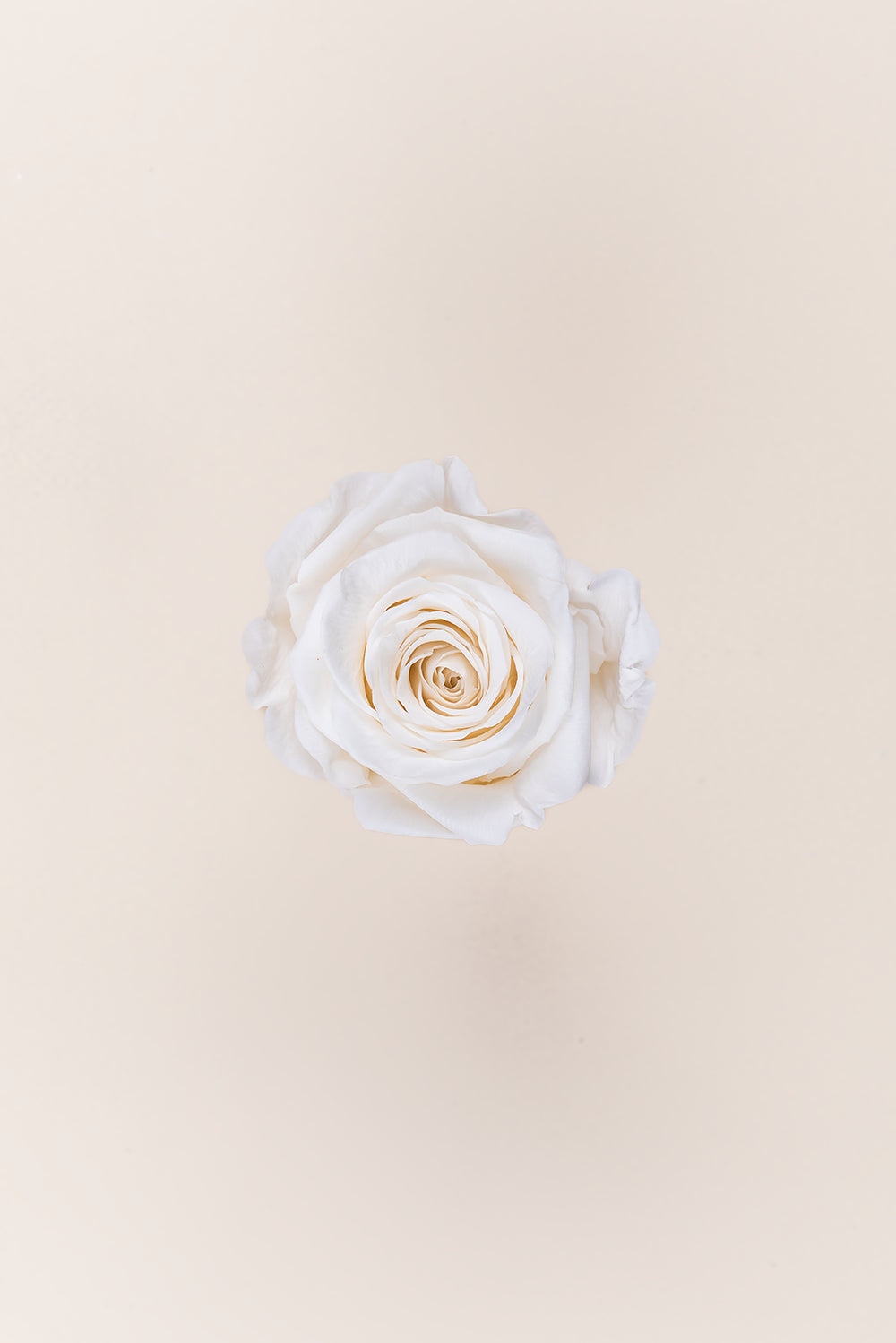 Rose Queen Bulk - Pack 120 u.