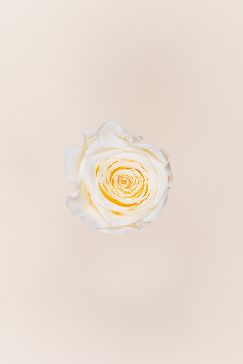 Rose Queen Bulk - Pack 120 u.