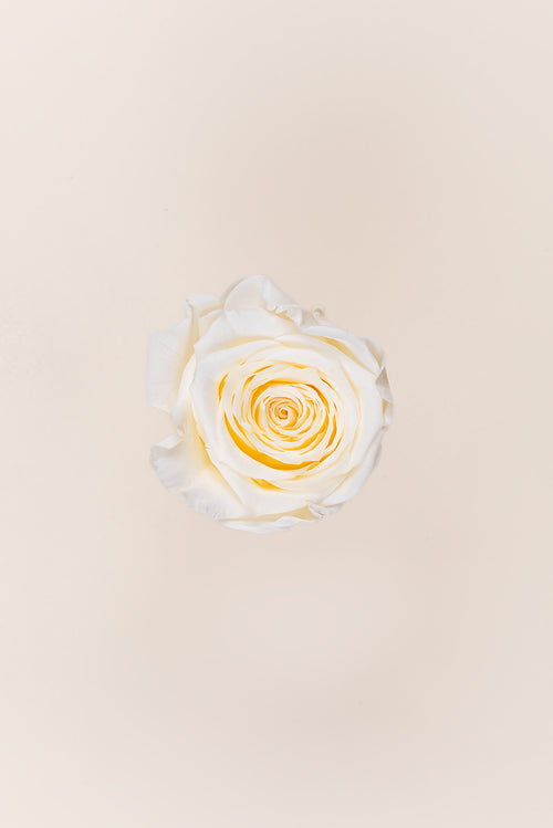 Rose Queen Bulk - Pack 120 u.