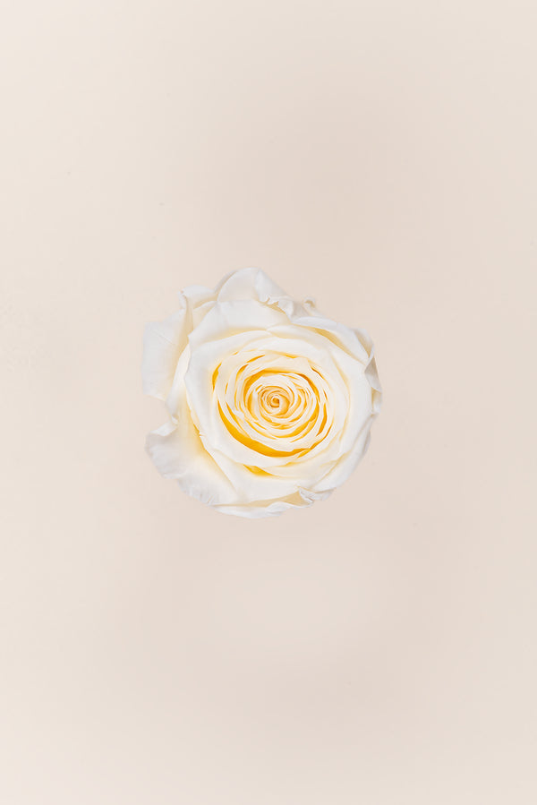 Rose Queen - Case 5 têtes