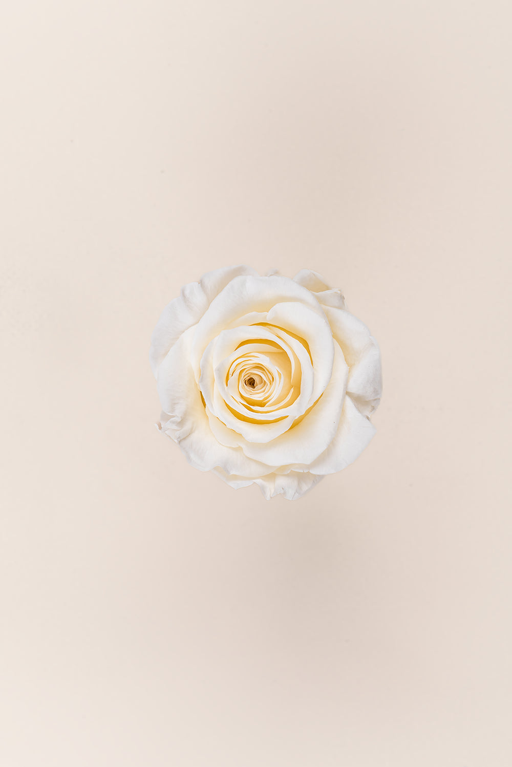 Rose Queen Bulk - Pack 120 u.