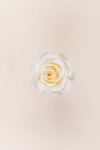 Vanilla Cream