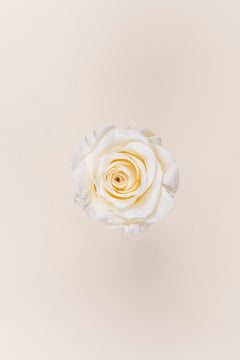 Vanilla Cream