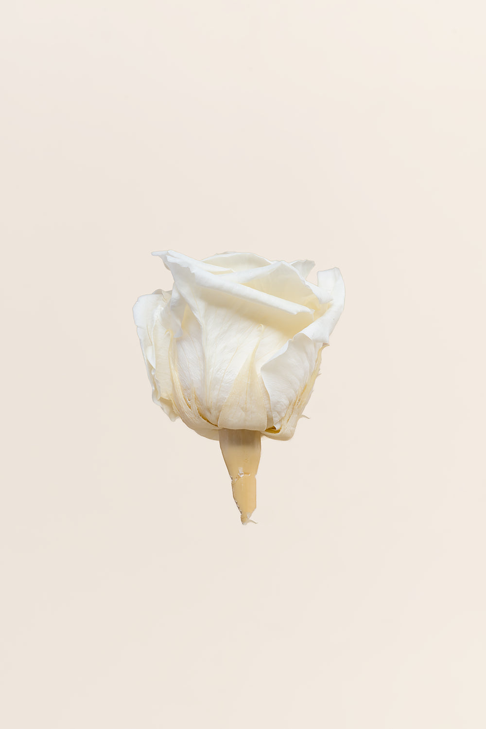 Rose Queen Bulk - Pack 120 u.