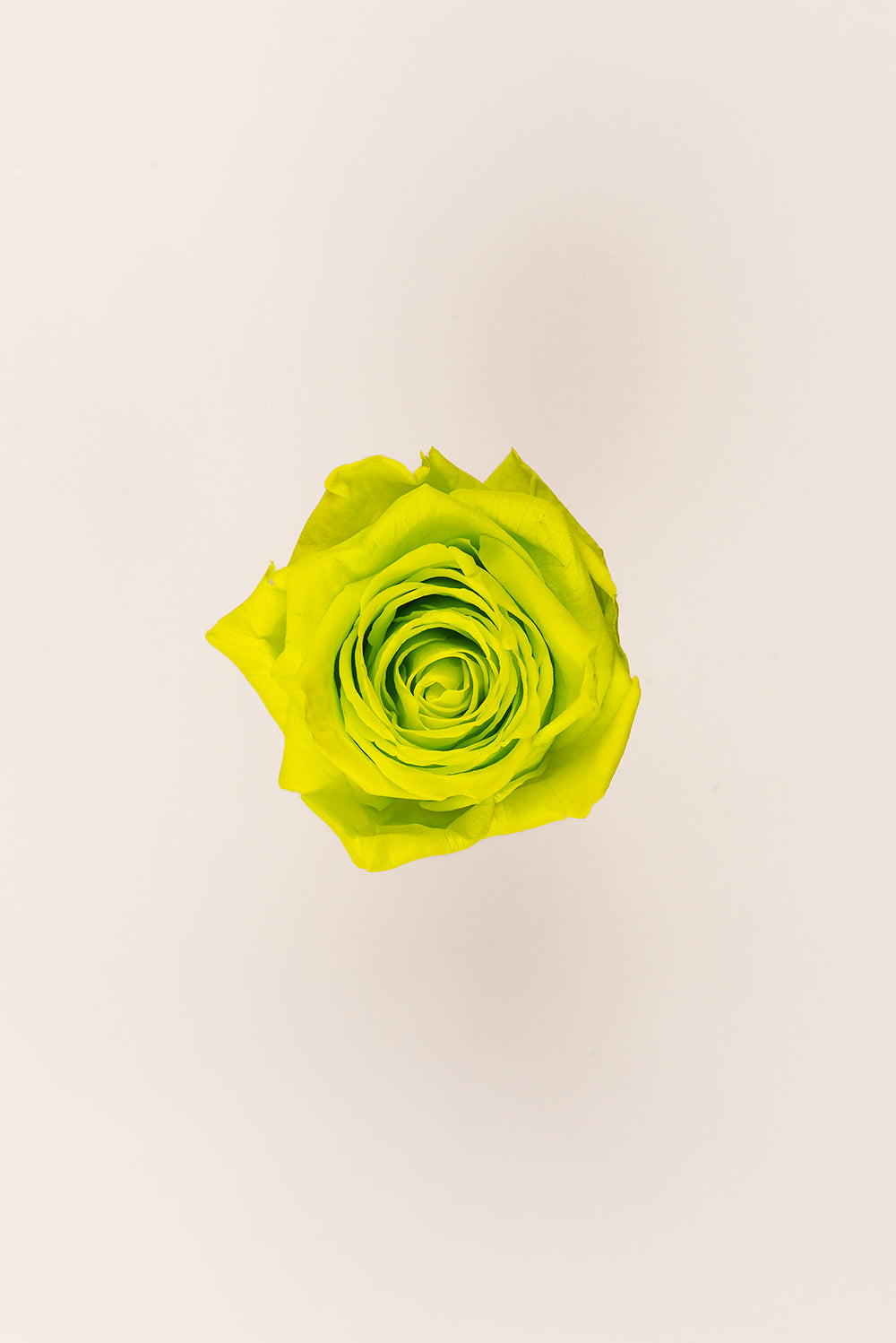 Rose Queen Bulk - Pack 120 u.