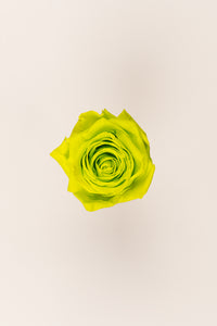 Lime Green