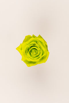 Lime Green