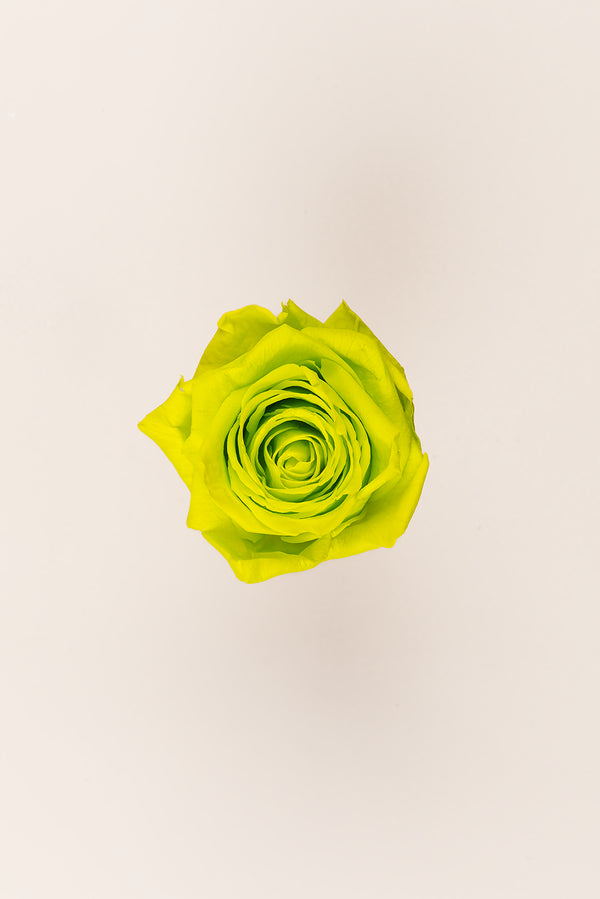 Rose Queen - Case 5 têtes
