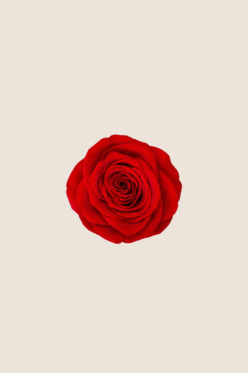 Rose Queen Bulk - Pack 120 u.