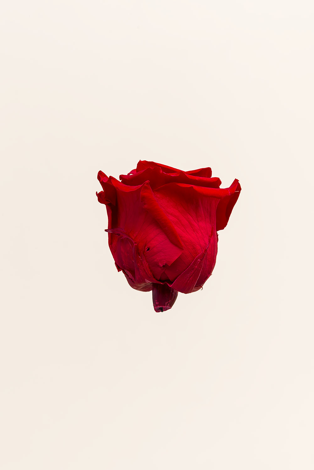 Rose Queen Bulk - Pack 120 u.