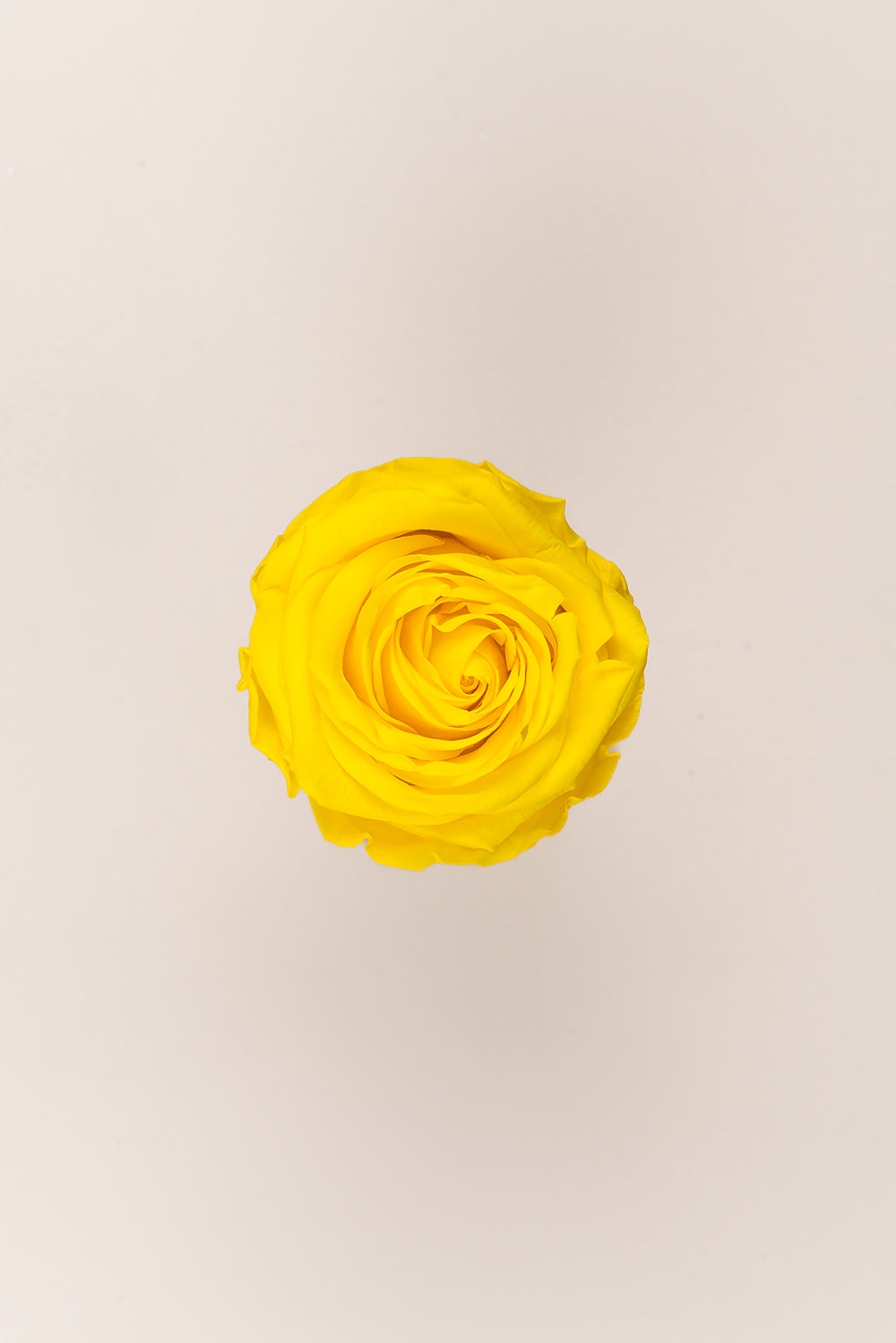 Rose Queen Bulk - Pack 120 u.