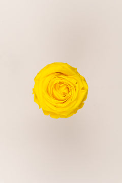 Bright Yellow