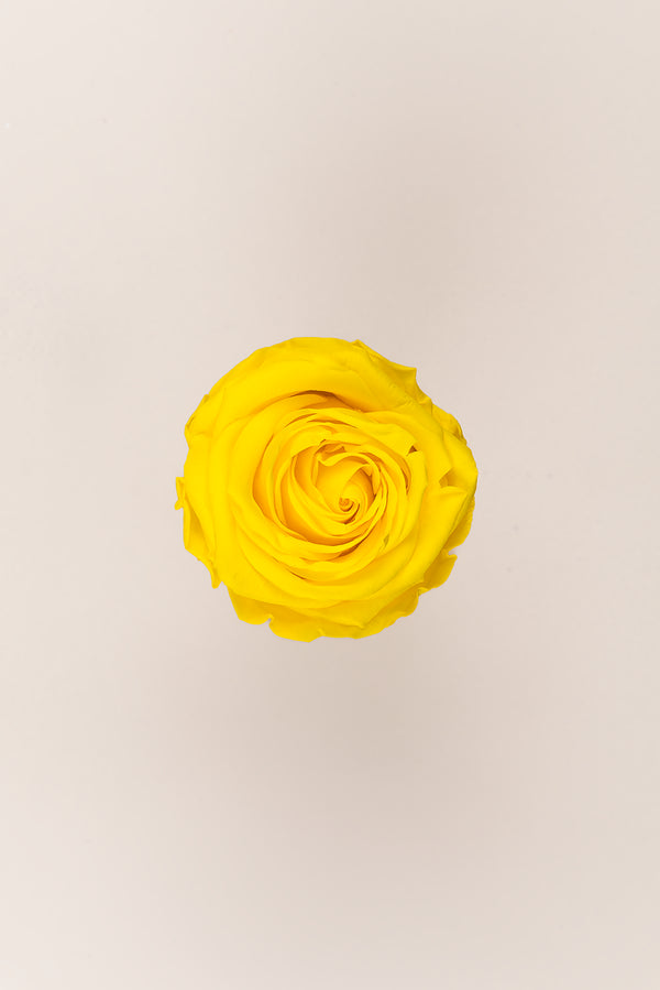 Rose Queen - Case 5 têtes