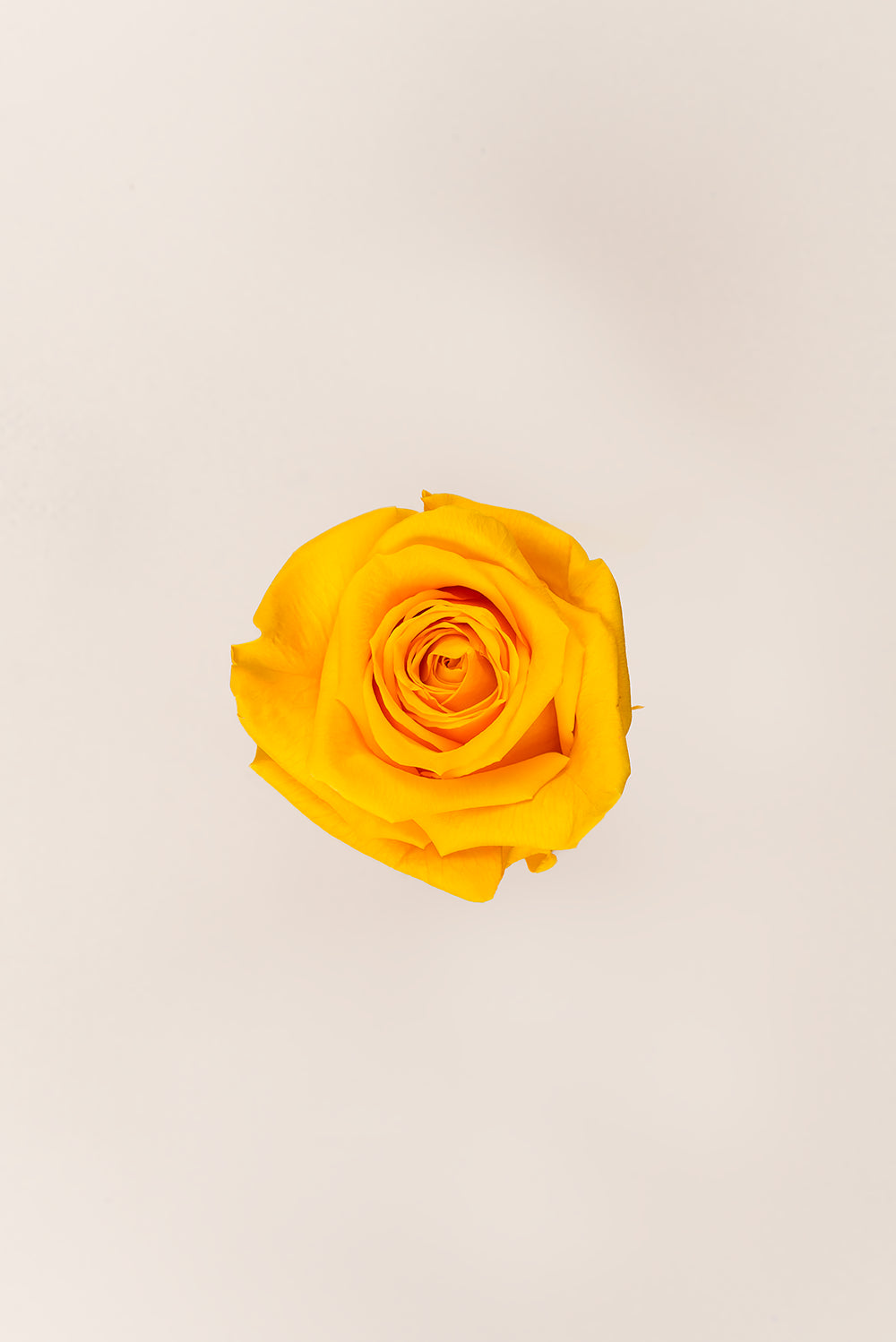 Rose Queen Bulk - Pack 120 u.