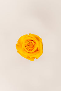 Warm Yellow