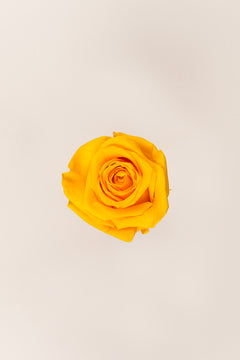 Warm Yellow