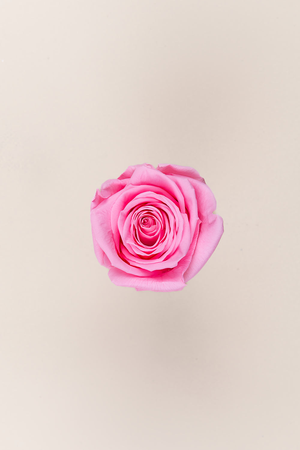 Rose Queen Bulk - Pack 120 u.