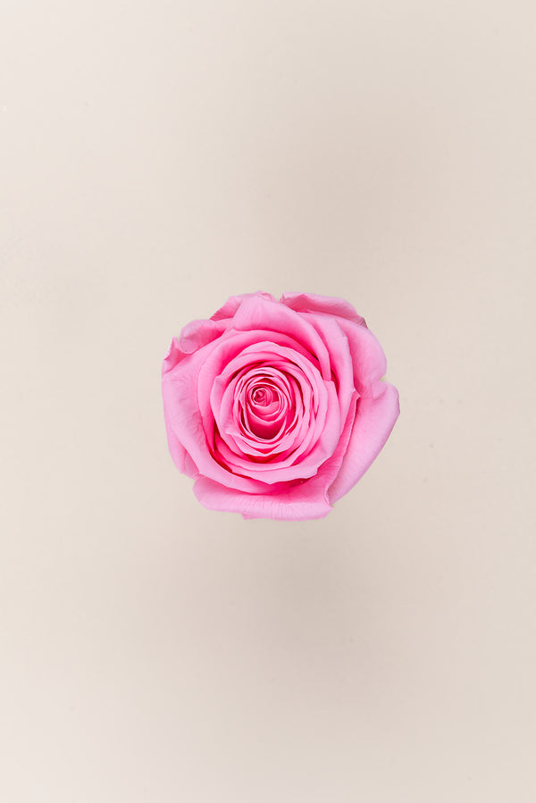 Rose Queen - Case 5 têtes