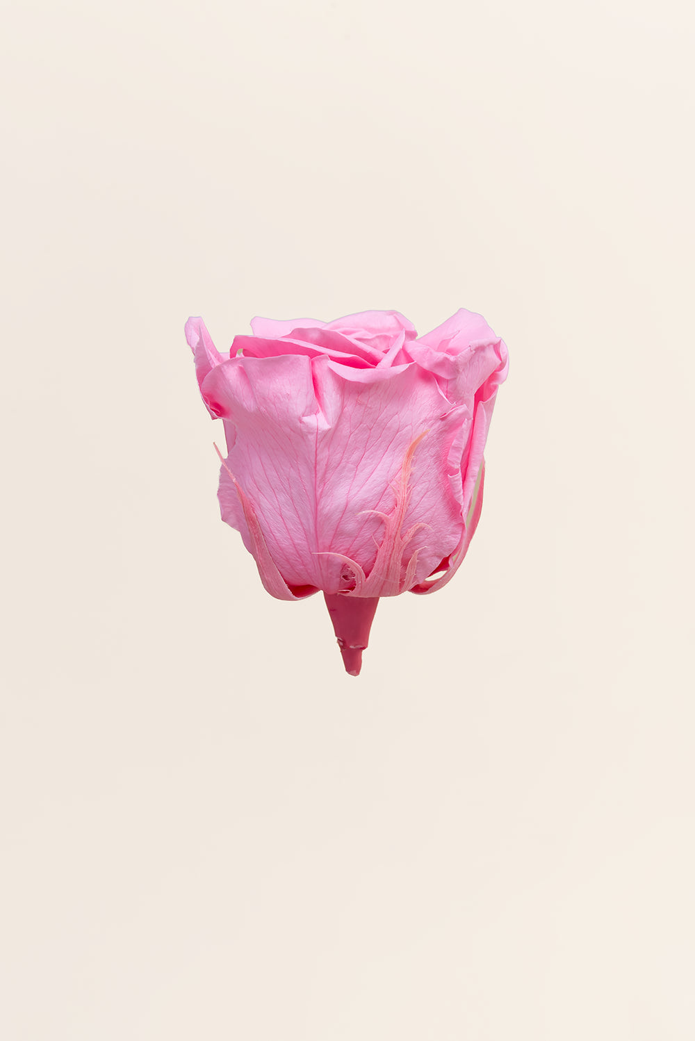 Rose Queen Bulk - Pack 120 u.