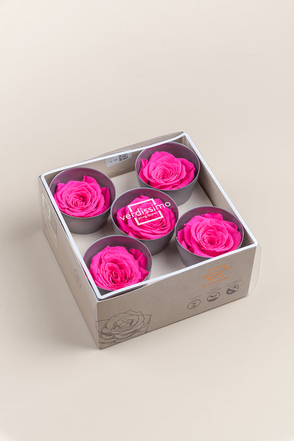Rose Queen - Case 5 têtes