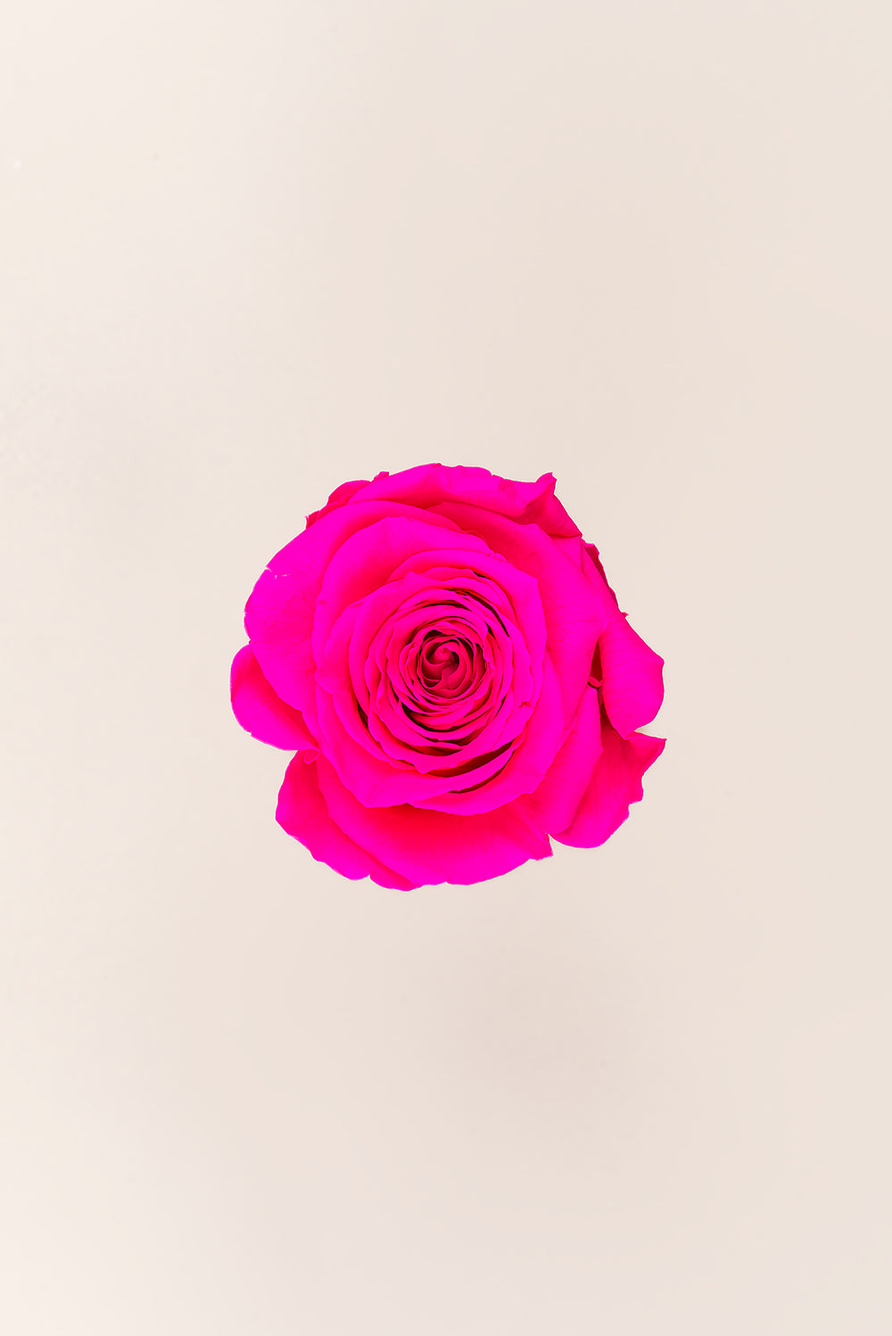 Rose Queen Bulk - Pack 120 u.