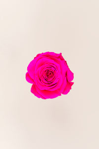 Bright Pink