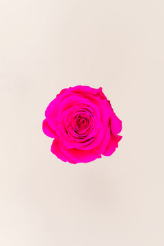 Bright Pink