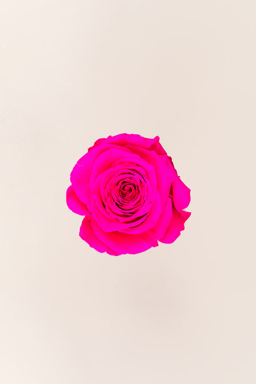 Rose Queen Bulk - Pack 120 u.