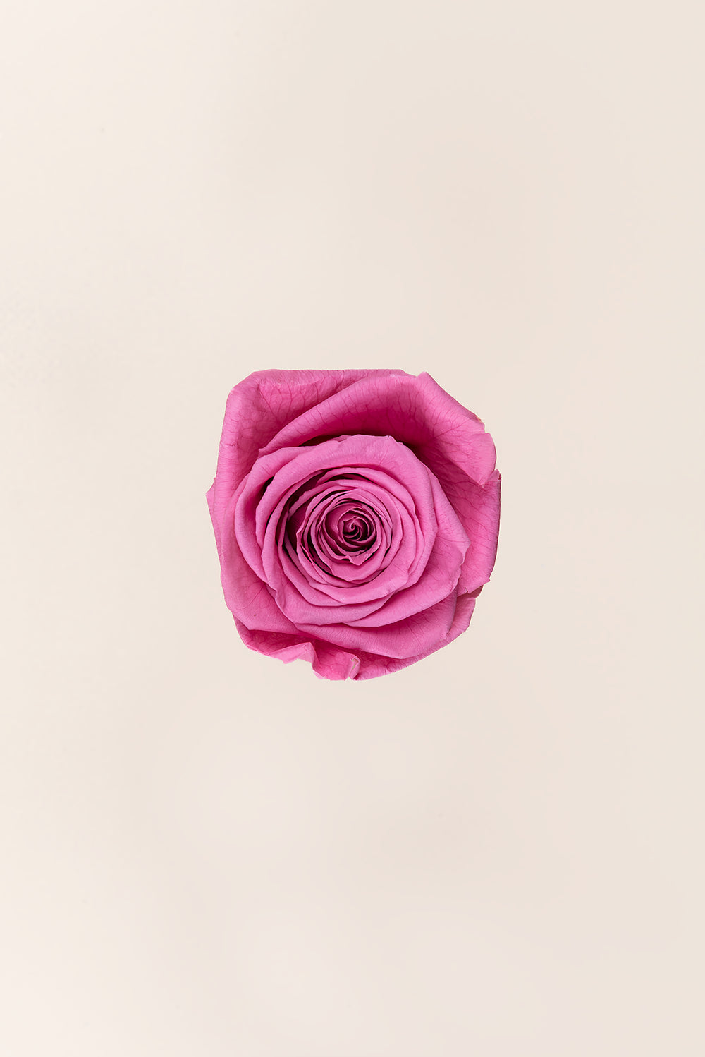 Rose Queen Bulk - Pack 120 u.