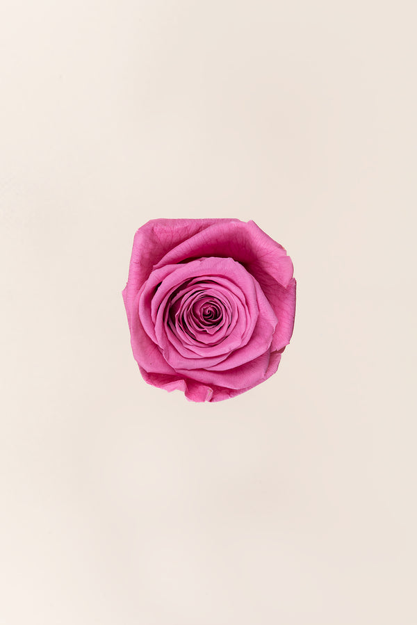 Rose Queen - Case 5 têtes