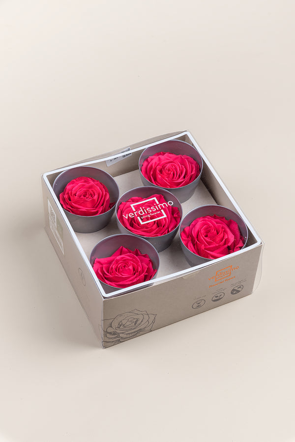 Rose Queen - Case 5 têtes