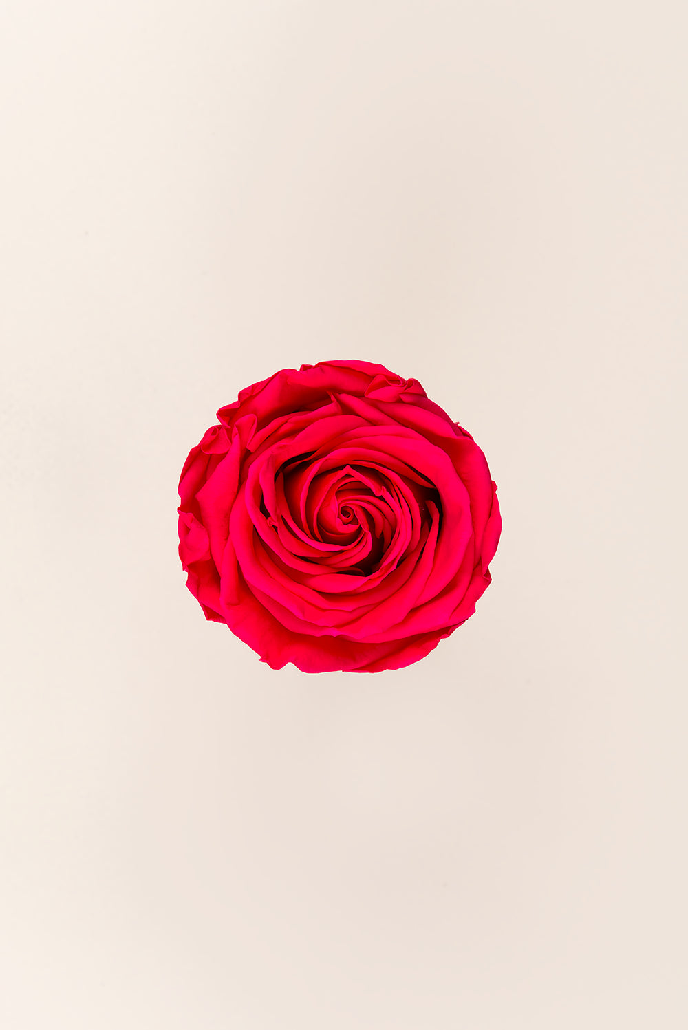 Rose Queen Bulk - Pack 120 u.