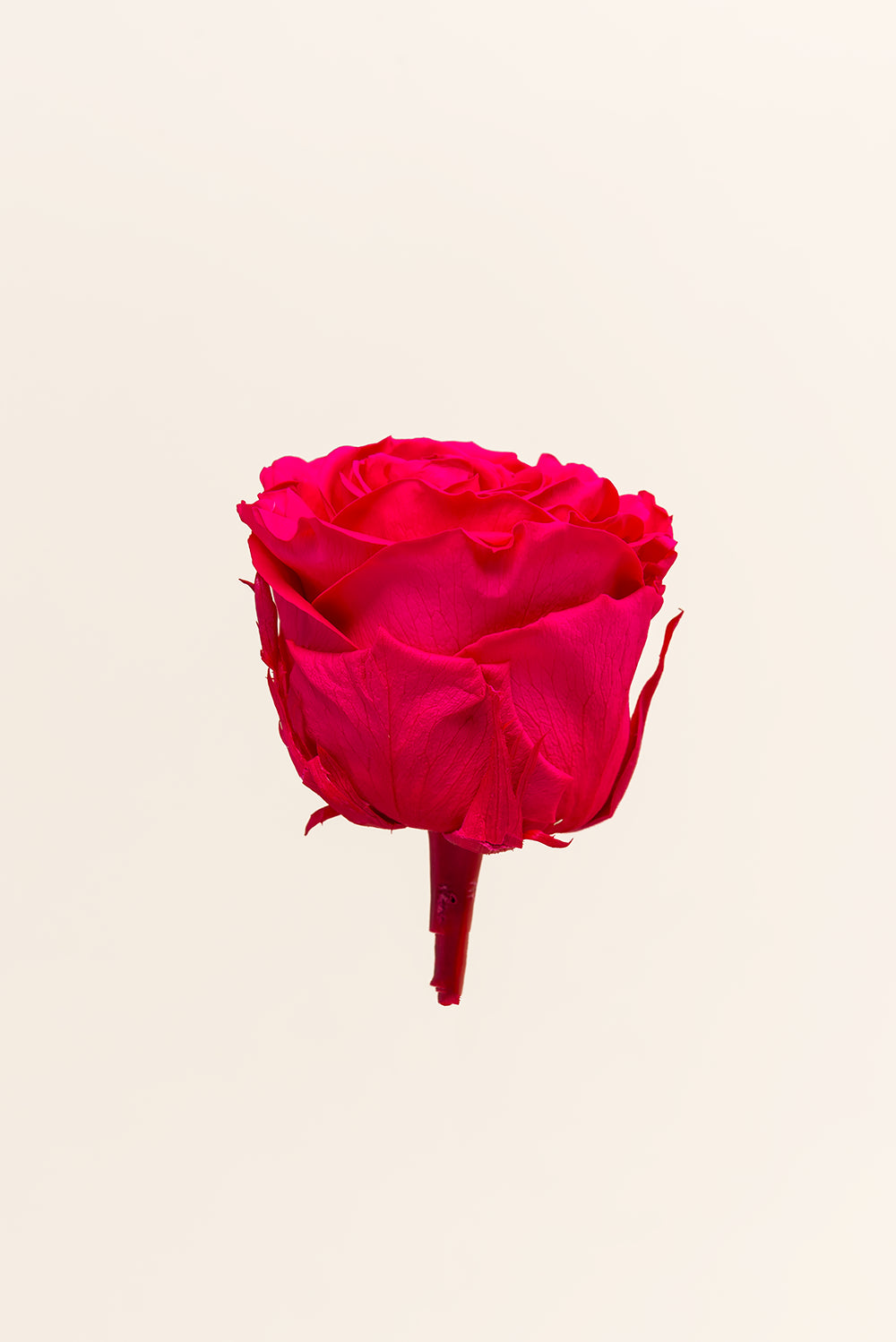 Rose Queen Bulk - Pack 120 u.