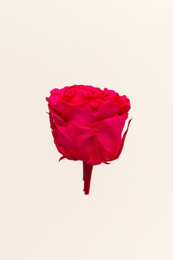 Rose Queen - Case 5 têtes