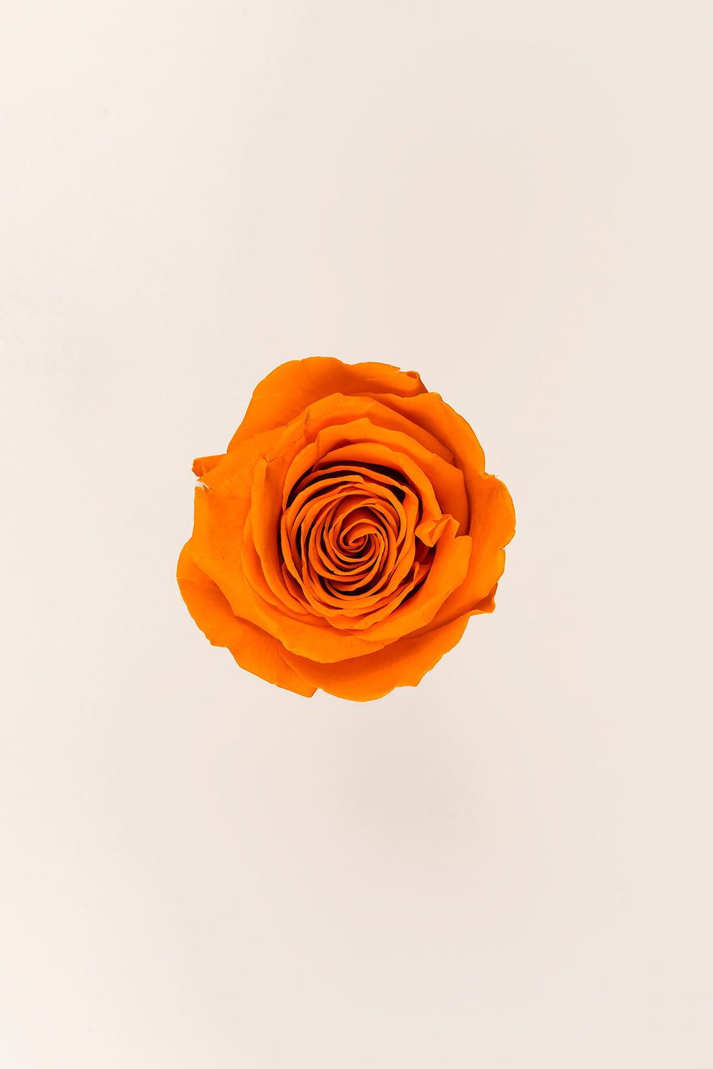 Rose Queen Bulk - Pack 120 u.